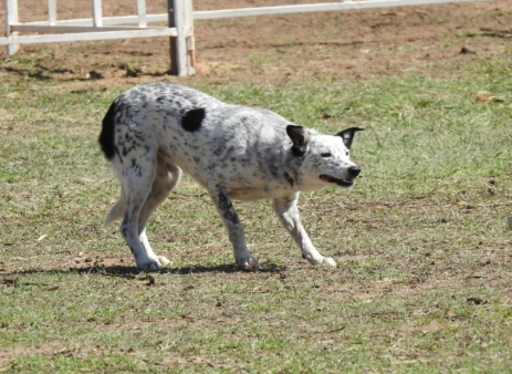 Jensown Microchip (Chippie)