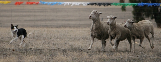 Jenny Nolan's Grassvalley Cassie