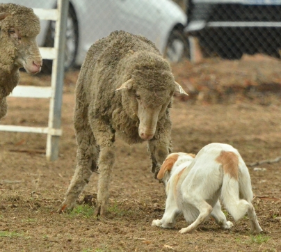 Allen Dunn & Tumut Valley Jude